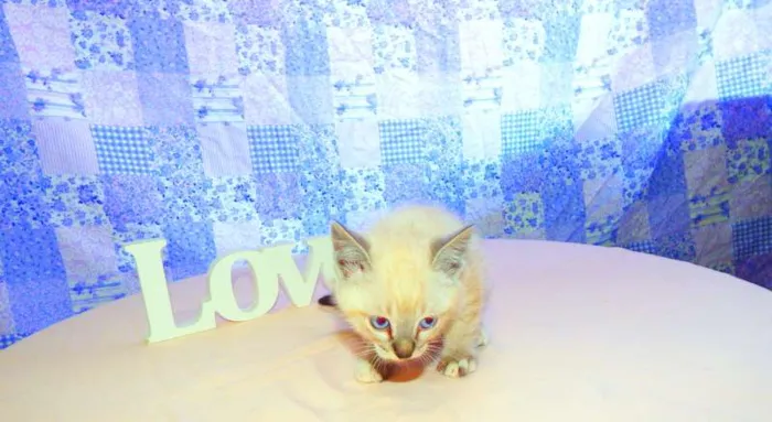 Gato ra a SRD idade Abaixo de 2 meses nome Tigor