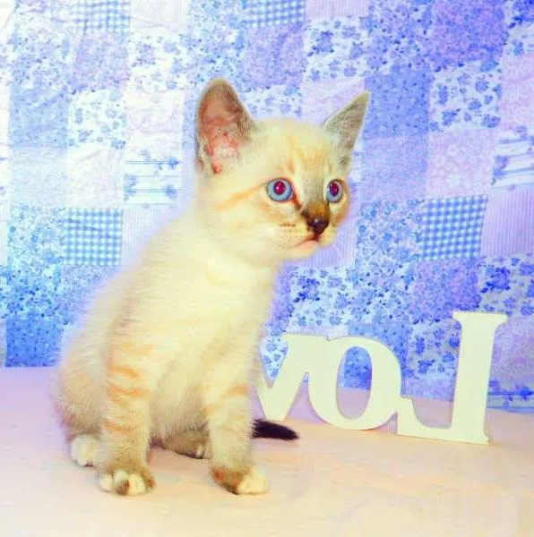 Gato ra a SRD idade Abaixo de 2 meses nome Tigor