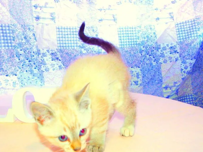 Gato ra a SRD idade Abaixo de 2 meses nome Amarula