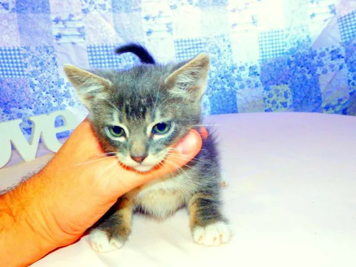 Gato ra a SRD idade Abaixo de 2 meses nome Oreo