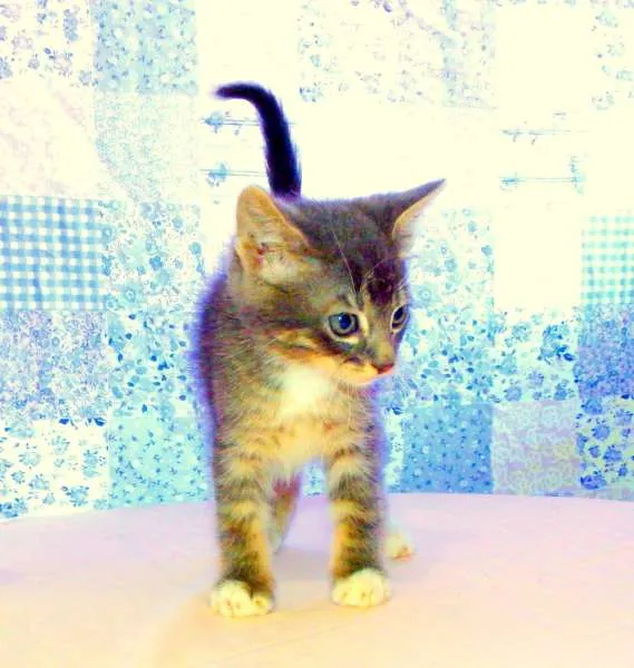 Gato ra a SRD idade Abaixo de 2 meses nome Oreo