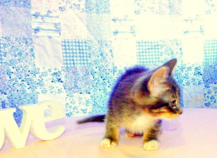 Gato ra a SRD idade Abaixo de 2 meses nome Oreo