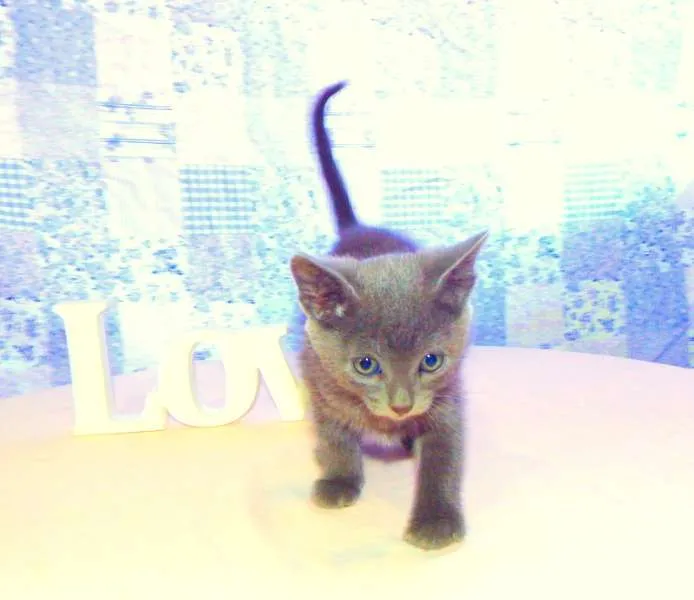 Gato ra a SRD idade  nome Bono