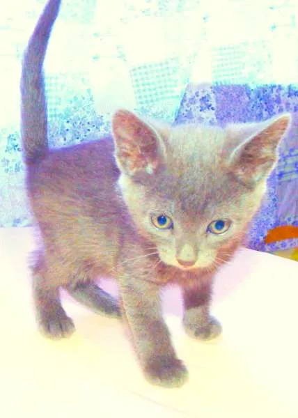Gato ra a SRD idade  nome Bono