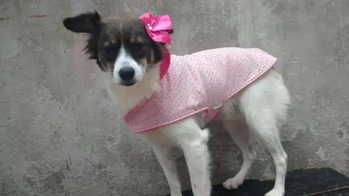 Cachorro ra a SRD idade 1 ano nome linda