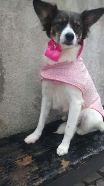 Cachorro ra a SRD idade 1 ano nome linda