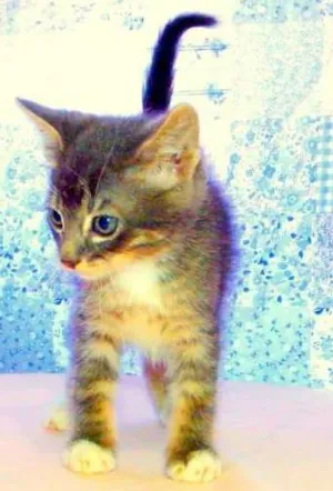Gato raça SRD idade Abaixo de 2 meses nome Oreo