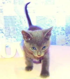 Gato raça SRD idade  nome Bono