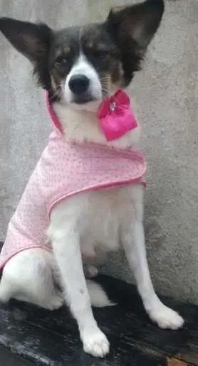 Cachorro raça SRD idade 1 ano nome linda