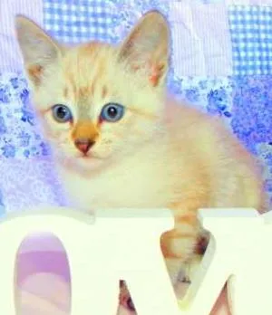 Gato raça SRD idade Abaixo de 2 meses nome Amarula
