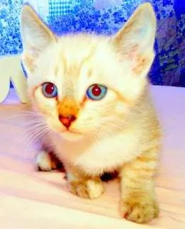 Gato raça SRD idade Abaixo de 2 meses nome Thor