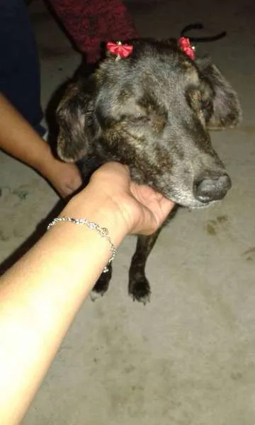 Cachorro ra a srd idade  nome lesse