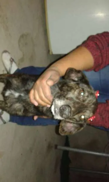 Cachorro ra a srd idade  nome lesse