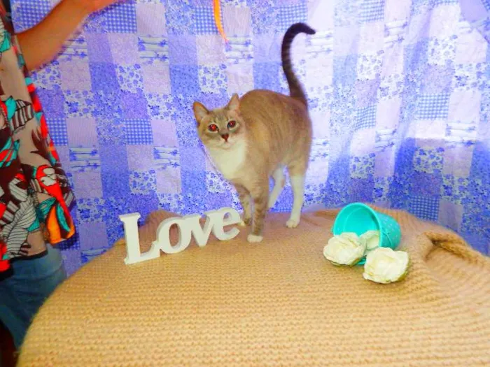 Gato ra a SRD idade 2 anos nome Alicia