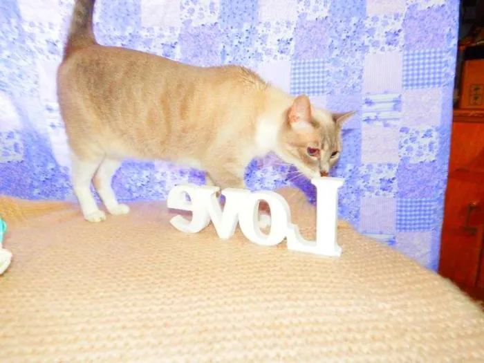 Gato ra a SRD idade 2 anos nome Alicia