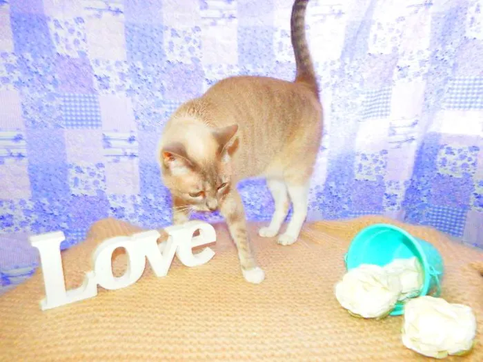 Gato ra a SRD idade 2 anos nome Alicia