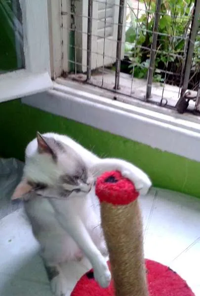 Gato ra a SRD idade 1 ano nome Lilica