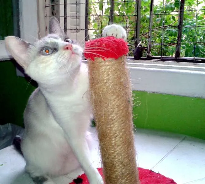 Gato ra a SRD idade 1 ano nome Lilica