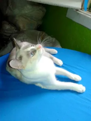 Gato raça SRD idade 1 ano nome Lilica