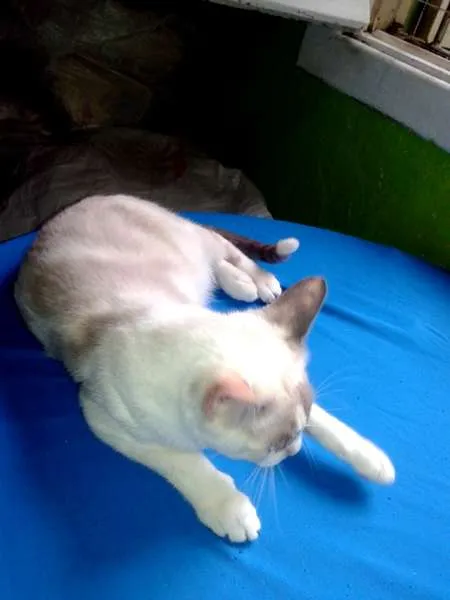Gato ra a SRD idade 1 ano nome Lilica