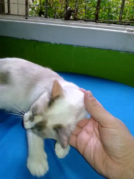 Gato ra a SRD idade 1 ano nome Lilica