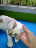 Lilica