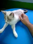 Lilica