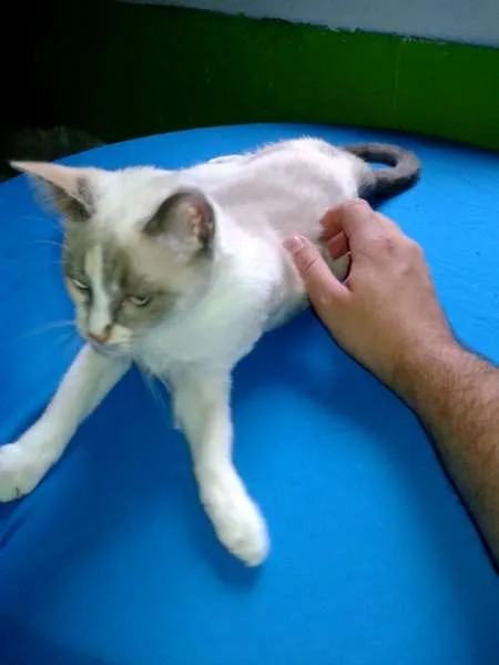Gato ra a SRD idade 1 ano nome Lilica