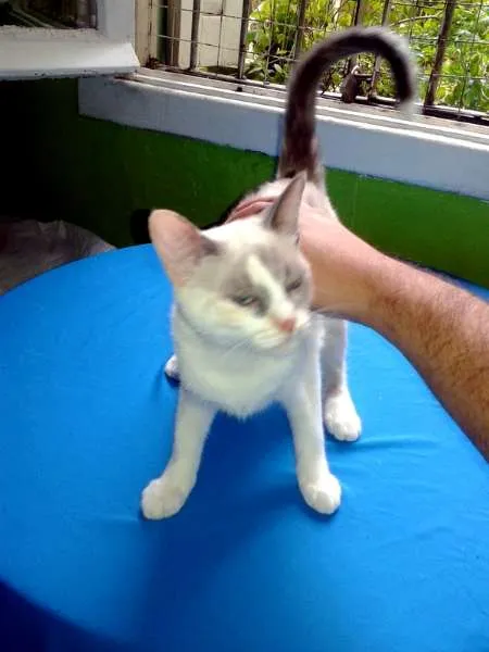 Gato ra a SRD idade 1 ano nome Lilica