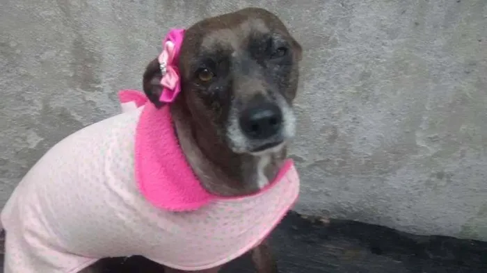 Cachorro ra a srd idade 2 anos nome cacau