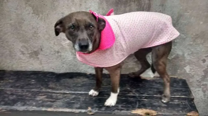 Cachorro ra a srd idade 2 anos nome cacau