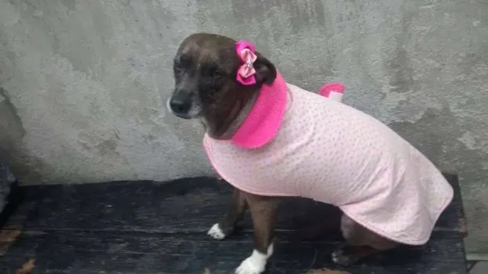 Cachorro ra a srd idade 2 anos nome cacau