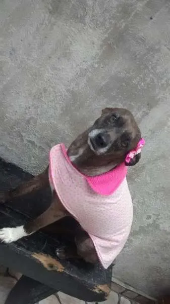 Cachorro ra a srd idade 2 anos nome cacau