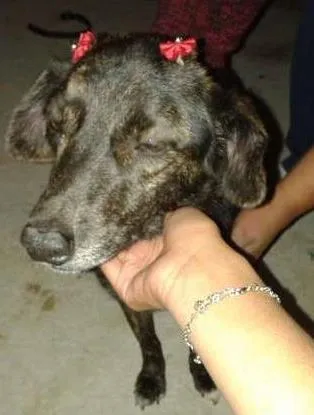 Cachorro ra a srd idade  nome lesse