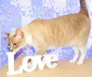 Gato raça SRD idade 2 anos nome Alicia