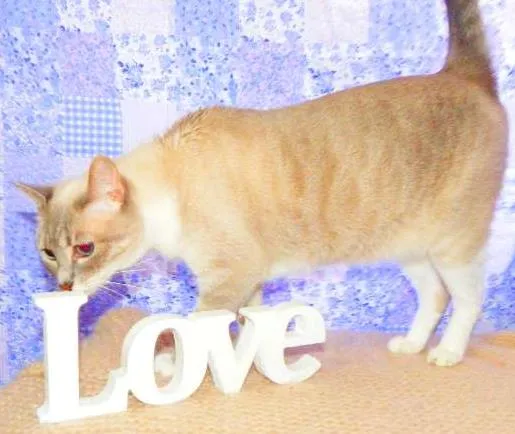 Gato ra a SRD idade 2 anos nome Alicia