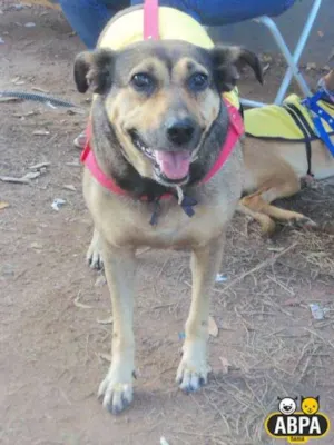 Cachorro raça SRD idade 5 anos nome Quitéria