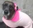 cacau