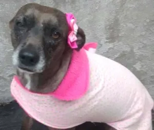 Cachorro raça srd idade 2 anos nome cacau