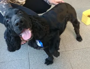 Cachorro raça Cocker Spaniel Inglês idade 1 ano nome Maru