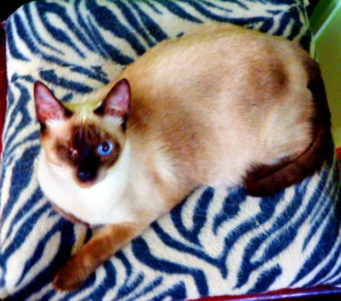 Gato ra a Siamês idade 1 ano nome Jack sparrow 