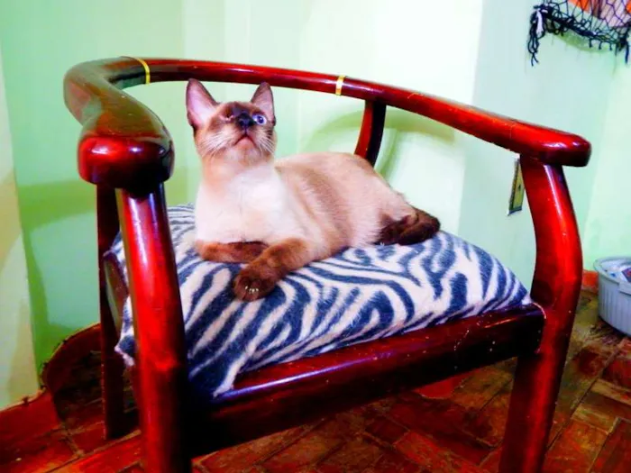 Gato ra a Siamês idade 1 ano nome Jack sparrow 