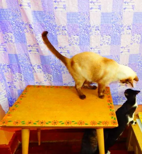 Gato ra a Siamês idade 1 ano nome Jack sparrow 