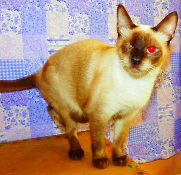 Gato ra a Siamês idade 1 ano nome Jack sparrow 