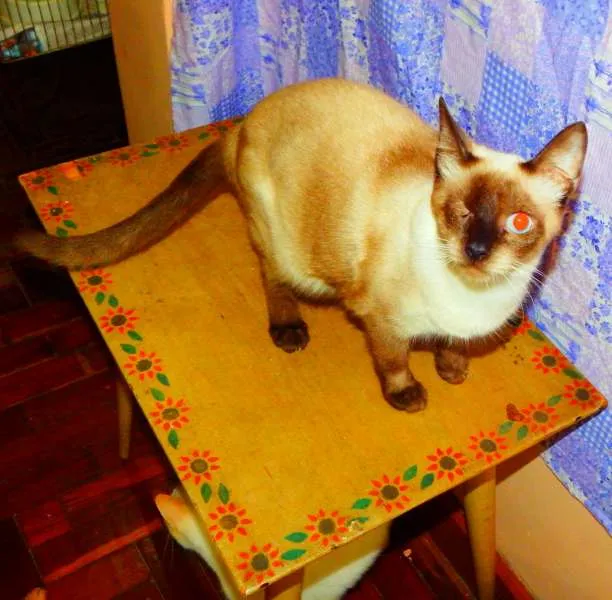 Gato ra a Siamês idade 1 ano nome Jack sparrow 