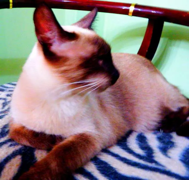 Gato ra a Siamês idade 1 ano nome Jack sparrow 