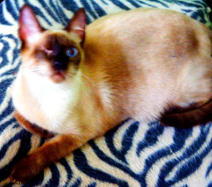 Gato ra a Siamês idade 1 ano nome Jack sparrow 