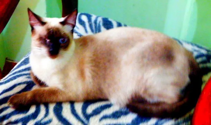 Gato ra a Siamês idade 1 ano nome Jack sparrow 