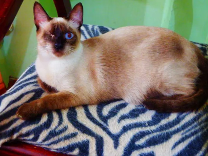 Gato ra a Siamês idade 1 ano nome Jack sparrow 