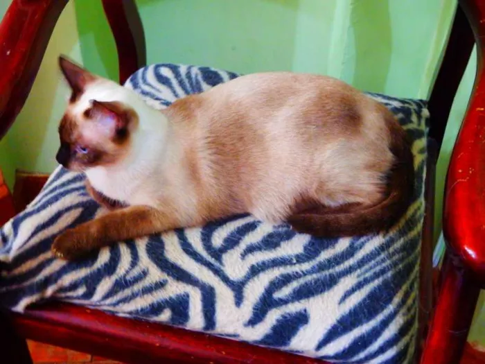 Gato ra a Siamês idade 1 ano nome Jack sparrow 